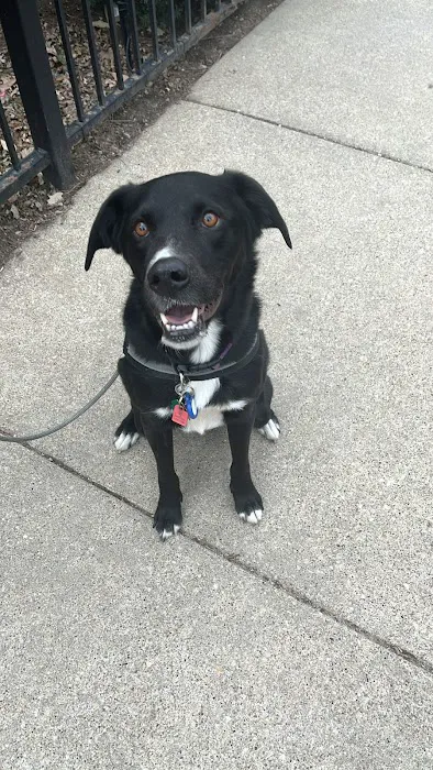 Insight Animal Behavior Services Picture 4