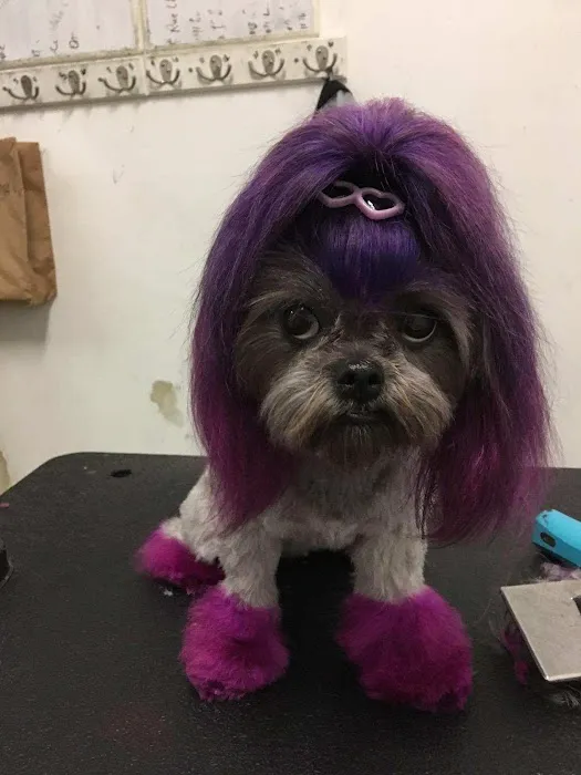Insight Animal Behavior Services Picture 5
