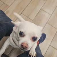 Ravenswood Animal Hospital LLC ico