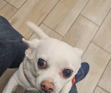 Ravenswood Animal Hospital LLC