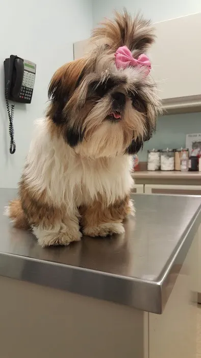 Ravenswood Animal Hospital LLC Picture 8
