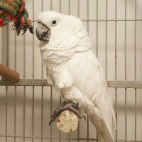 Animal House of Chicago ico