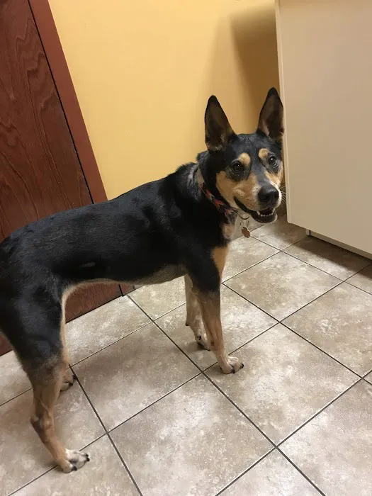 Uptown Animal Hospital Picture 3