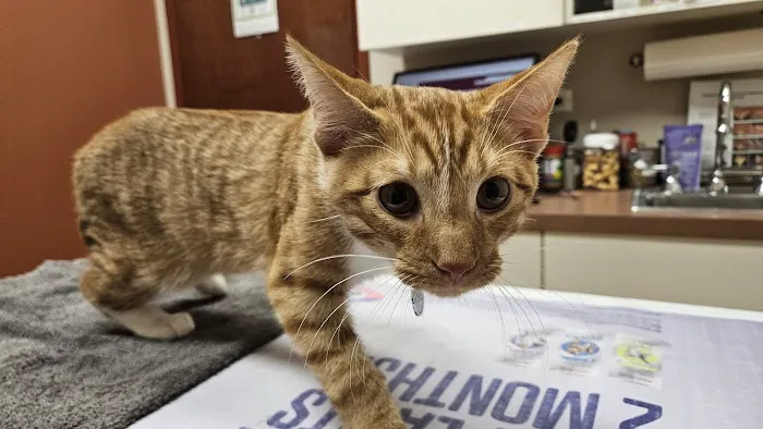 Uptown Animal Hospital Picture 6