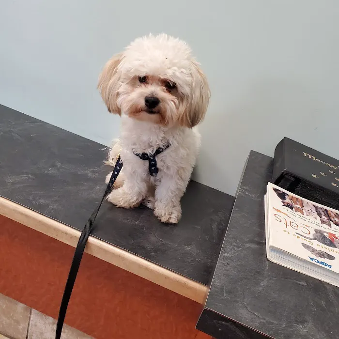 Uptown Animal Hospital: Tyler Kathryn DVM Picture 4
