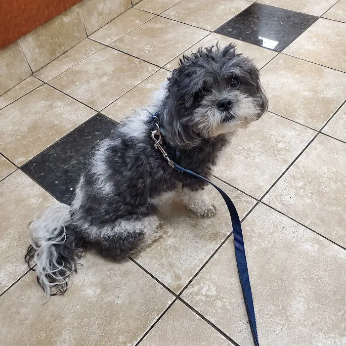 Uptown Animal Hospital: Tyler Kathryn DVM Picture 3