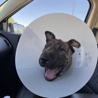 West Texas Veterinary Services ico