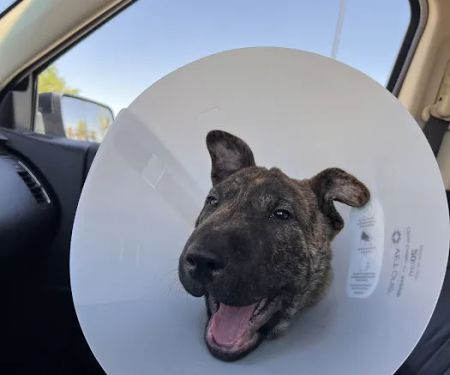 West Texas Veterinary Services