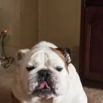 Allstar Animal Hospital