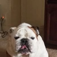 Allstar Animal Hospital ico