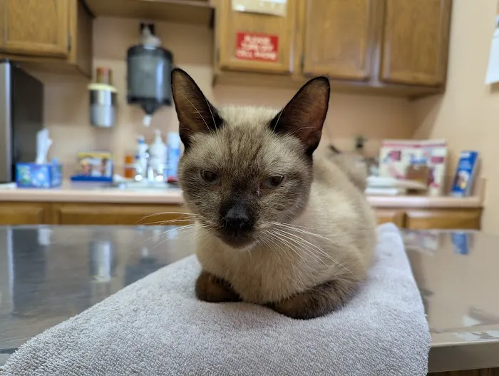 Allstar Animal Hospital Picture 6