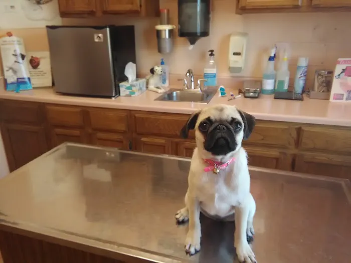 Allstar Animal Hospital Picture 8