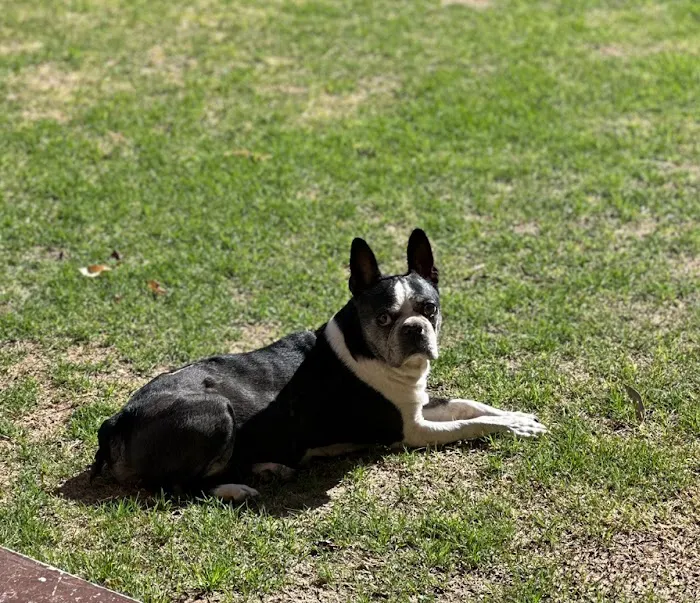 Golden Valley Animal Care Picture 8