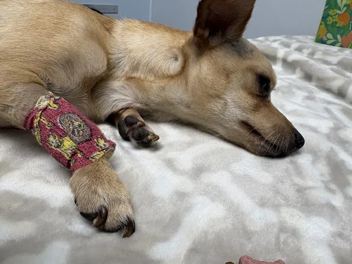 Golden Valley Animal Care Picture 4