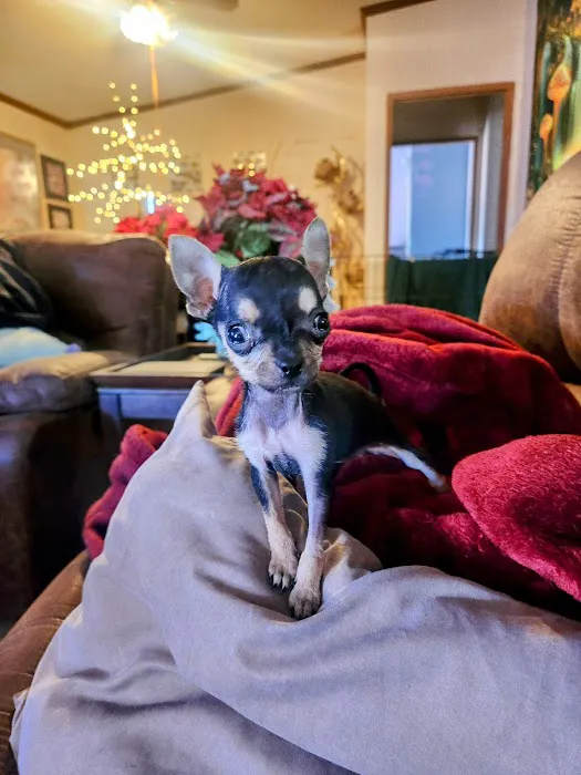 Golden Valley Animal Care Picture 1