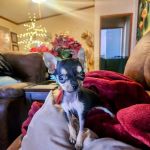 Golden Valley Animal Care