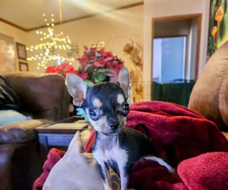 Golden Valley Animal Care