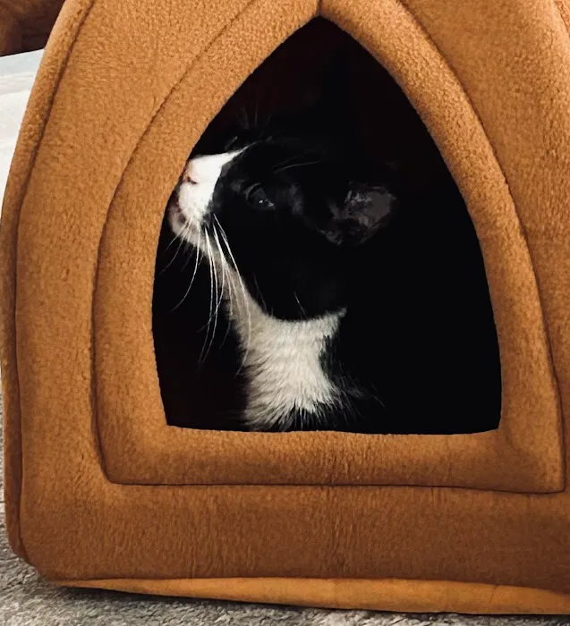 Feline Hyperthyroid Treatment Center Picture 4