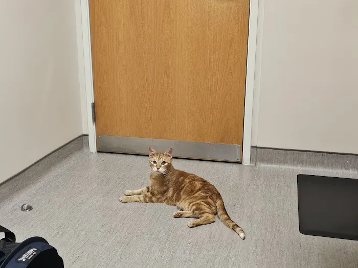 Feline Hyperthyroid Treatment Center Picture 9