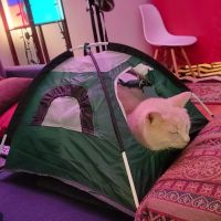 Feline Hyperthyroid Treatment Center ico
