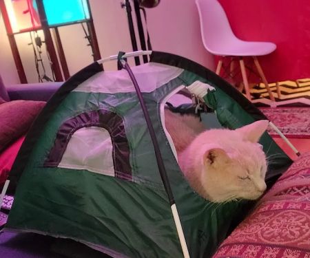 Feline Hyperthyroid Treatment Center