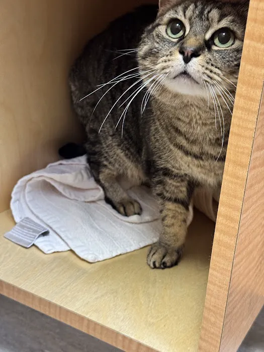 Feline Hyperthyroid Treatment Center Picture 2