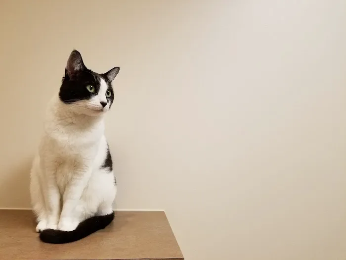 Cats Exclusive Veterinary Center Picture 1