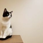 Cats Exclusive Veterinary Center