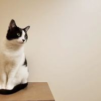 Cats Exclusive Veterinary Center ico