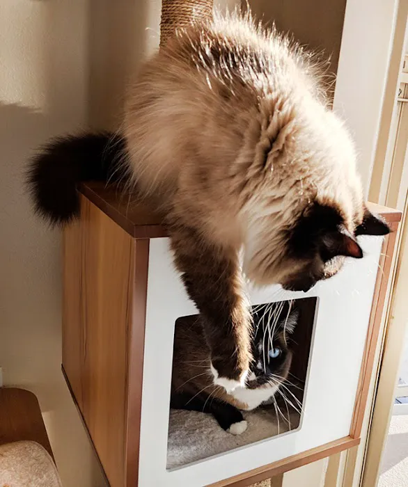 Cats Exclusive Veterinary Center Picture 4