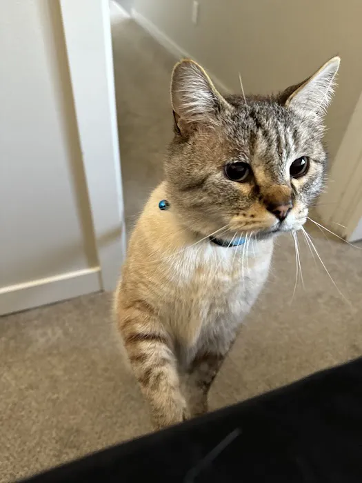 Cats Exclusive Veterinary Center Picture 5