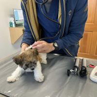 Holly Vet Clinic ico