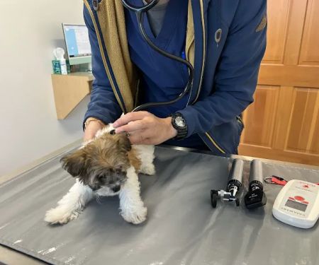Holly Vet Clinic