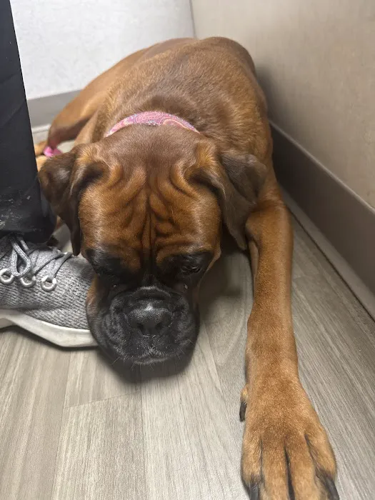 Kenmore Veterinary Hospital Picture 9