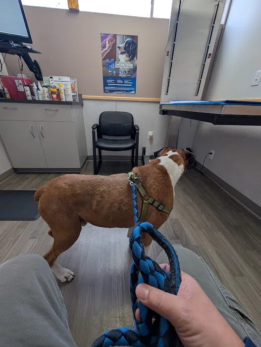 Kenmore Veterinary Hospital Picture 6