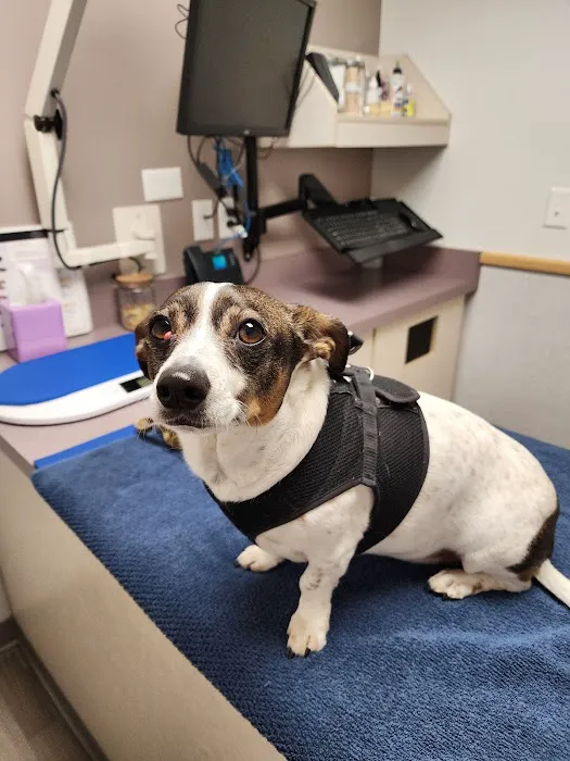 Kenmore Veterinary Hospital Picture 1