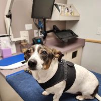 Kenmore Veterinary Hospital ico