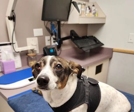 Kenmore Veterinary Hospital
