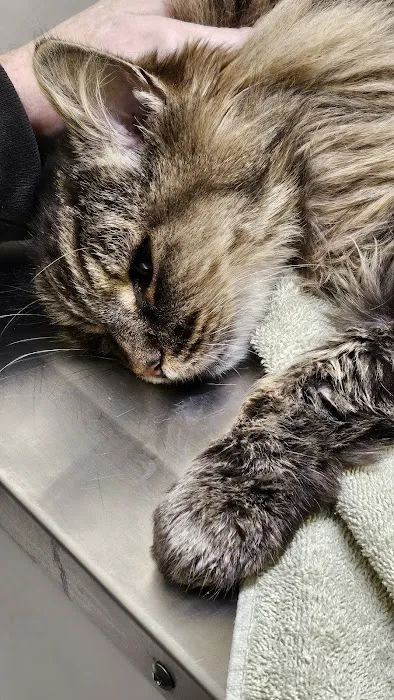 Shoreline Veterinary Hospital Picture 8