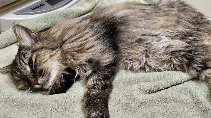 Shoreline Veterinary Hospital Picture 9