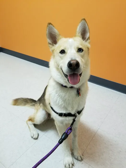 Shoreline Veterinary Hospital Picture 6