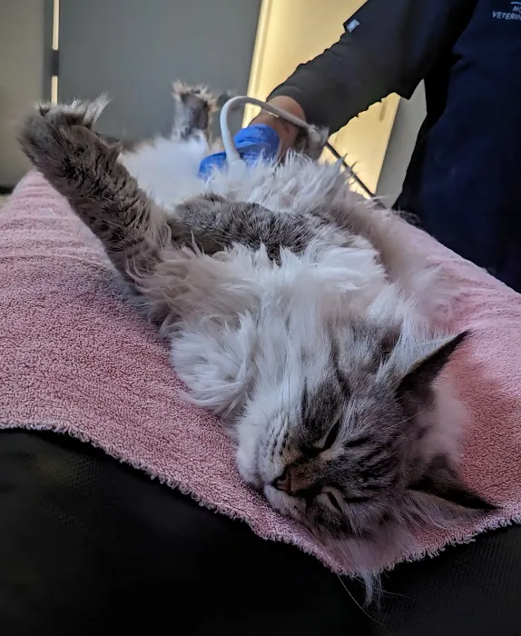 Northwest Veterinary Imaging Picture 1
