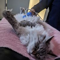 Northwest Veterinary Imaging ico