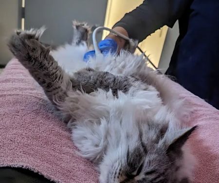 Northwest Veterinary Imaging