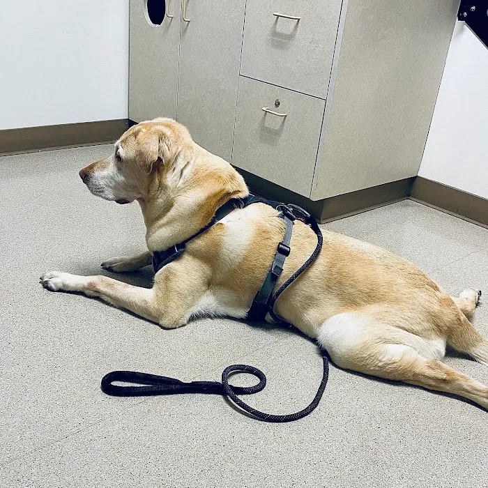 Northwest Veterinary Imaging Picture 8