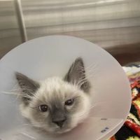 Juanita Hills Animal Hospital ico