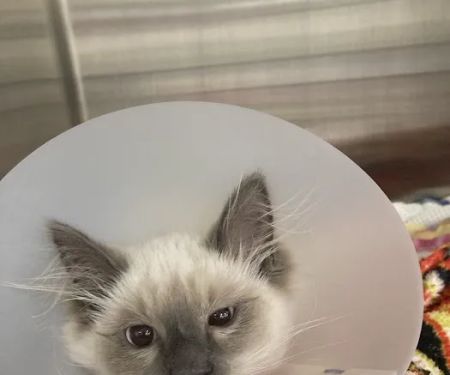 Juanita Hills Animal Hospital