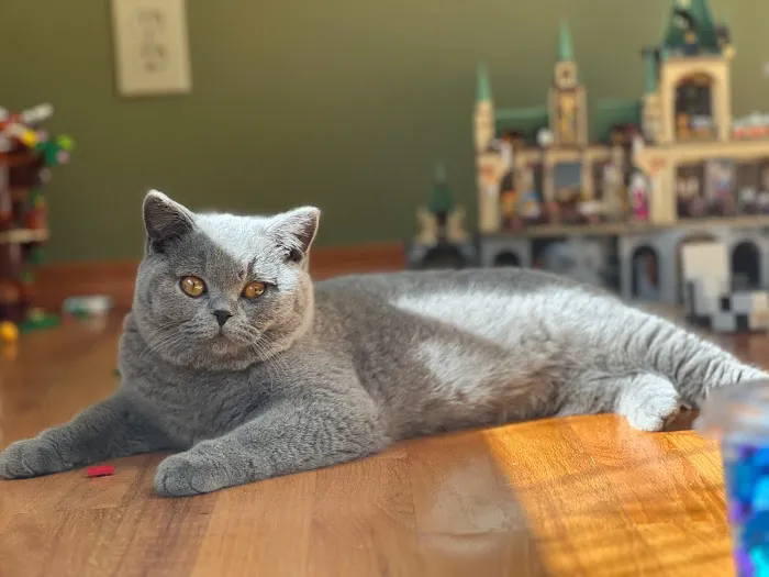 GenCalico British Shorthair Cattery Picture 6