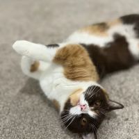 GenCalico British Shorthair Cattery ico