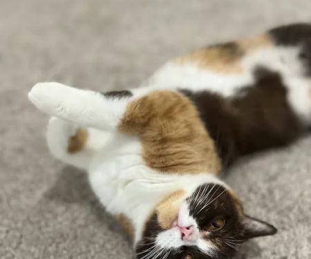 GenCalico British Shorthair Cattery